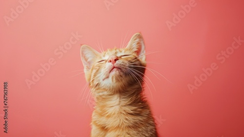 Content Cat on Pink Background