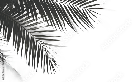 Palm Leaves silhouette shadow Isolated on Transparent background.