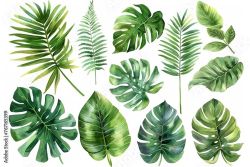 Watercolor green tropical leaves clip art, white background, different types of palm plants, monstera leafs and ferns, vector illustration for stickers or junk journaling, white isolated background. photo