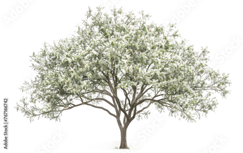 The Beauty of Amelanchier Tree Isolated on Transparent background. photo
