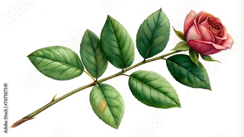 Rose Leaf Nature Element Set