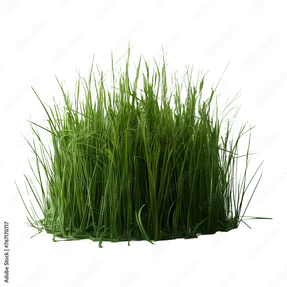 set of Grass png isolated on transparent background set of Grass png isolated on transparent background
