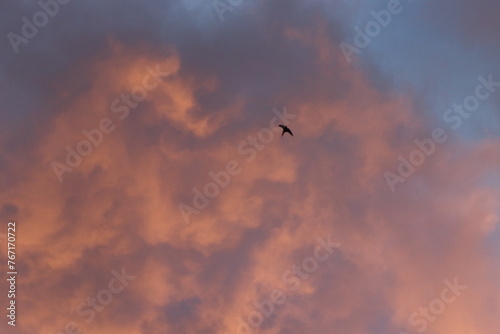 one small bird in the evening sky, dramatic colorful sky