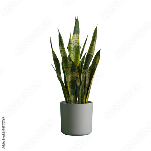 Snake plant sansevieria trifasciata png isolated on transparent background