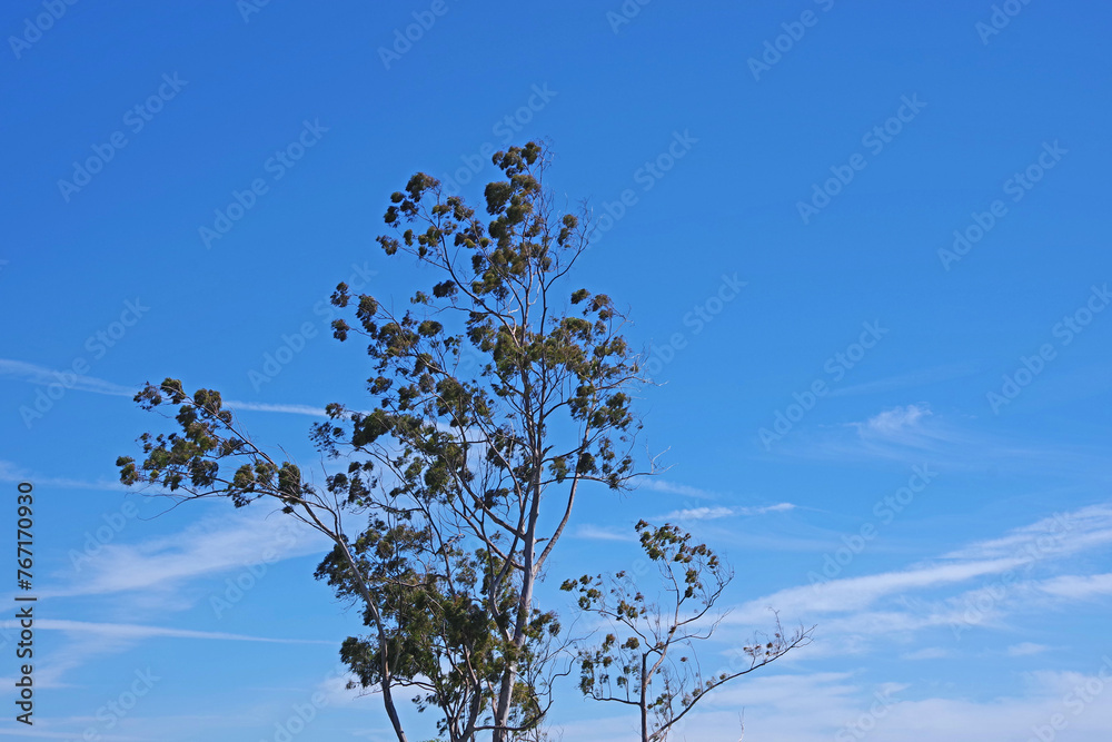 background, beautiful, beauty, bloom, blossom, blue, branch, bright, bronze, bronze loquat, closeup, clouds, color, day, decoration, flora, flower, fresh, garden, green, isolated, landscape, leaf, lea - obrazy, fototapety, plakaty 