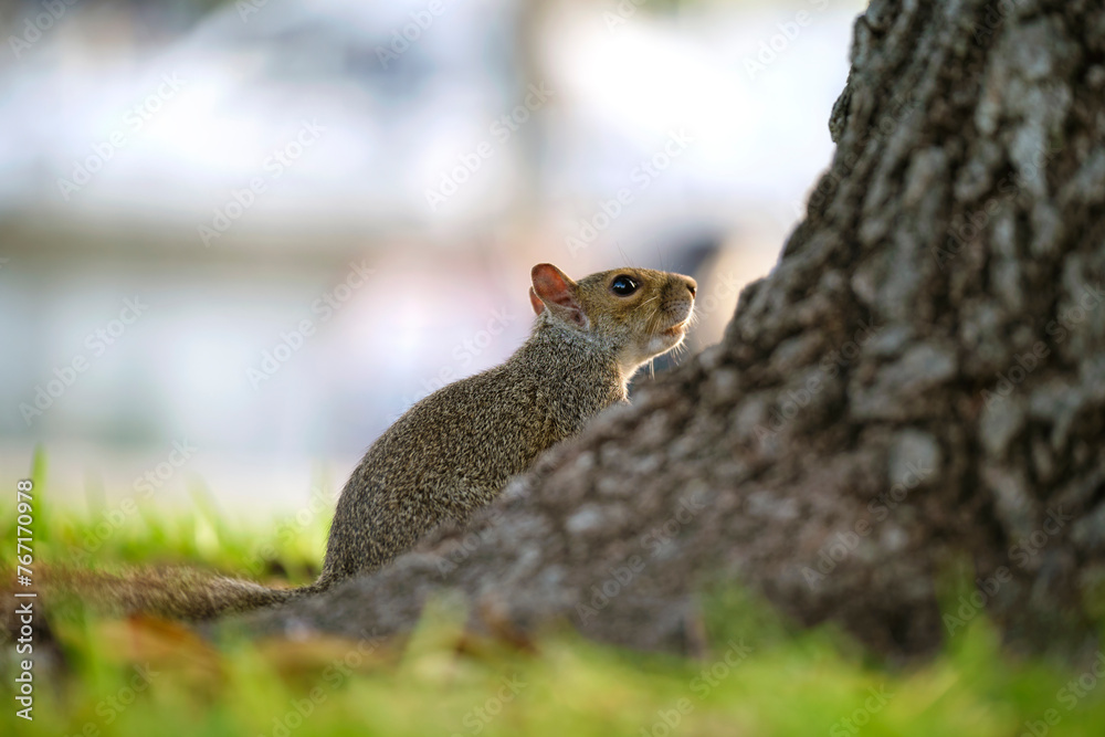 Beautiful wild gray squirrel in summer town park