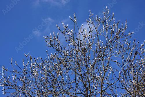 Early spring photo, willow branches with young white fluffy sprouts blossom against blue sky with light clouds