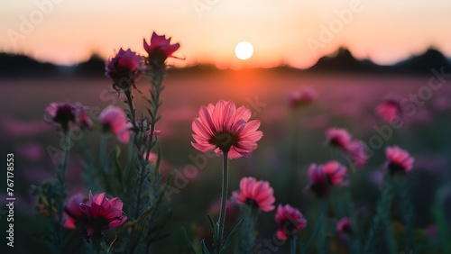 Image Toned background with blurred flowers field and sunset  autumn summer