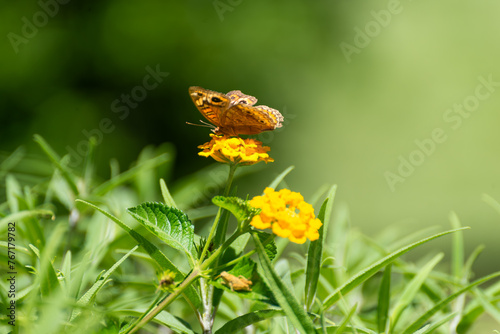 Butterfly Sipping Nectar from Vibrant Yellow Flower