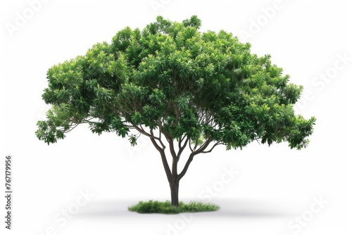 Isolated Single Tree with Clipping Path and Alpha Channel on White Background  Tropical Deciduous Vegetation Illustration