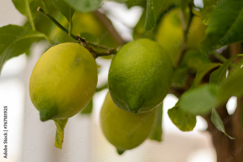 pear on tree pear on tree