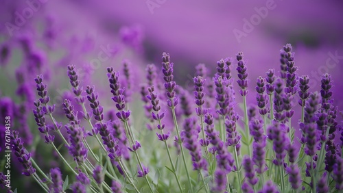 Lavender blooming fragrant flowers field  closeup violet background  swaying