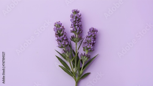 Lavender blooms isolated on a pristine white background