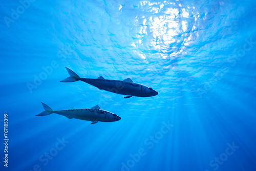 Graceful Barracudas Gliding in the Sunlit Azure Depths of the Tropical Ocean