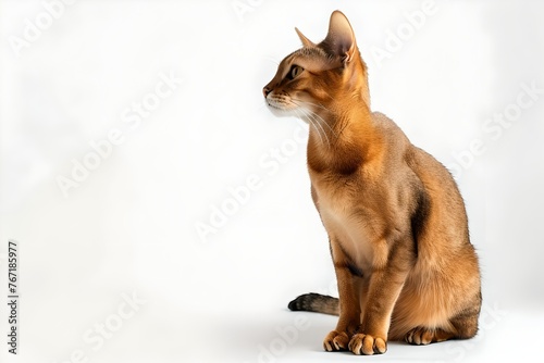 Abyssinian cat on a white background.
