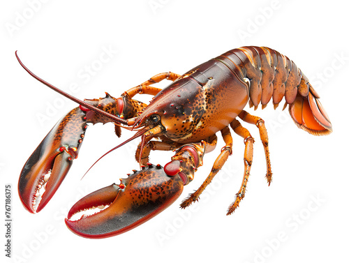 live lobster, isolated white background PNG