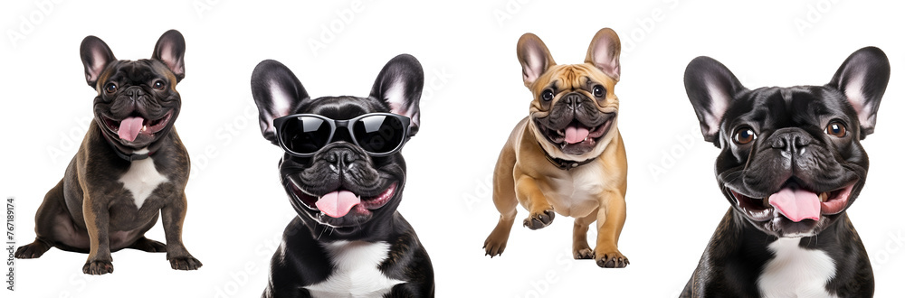 Collection of Happy French Bulldog in Various Styles: Running, Playing, Jumping, Sitting, Close Up, Dog with Sunglasses, Isolated on Transparent Background, PNG