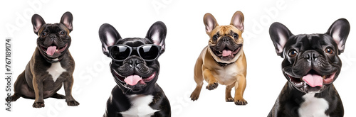 Collection of Happy French Bulldog in Various Styles  Running  Playing  Jumping  Sitting  Close Up  Dog with Sunglasses  Isolated on Transparent Background  PNG