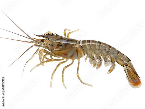 live shrimp, isolated white background PNG