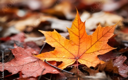 Close-up of a maple leaf lying on the ground in a pile of leaves