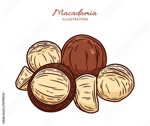 Vector macadamia nut illustration. Shelled and cracked macadamia nuts, kernels and shells