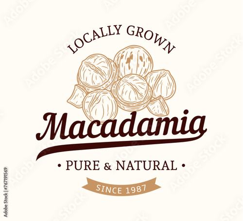 Vector macadamia nut logo. Macadamia nut kernels and shells illustration