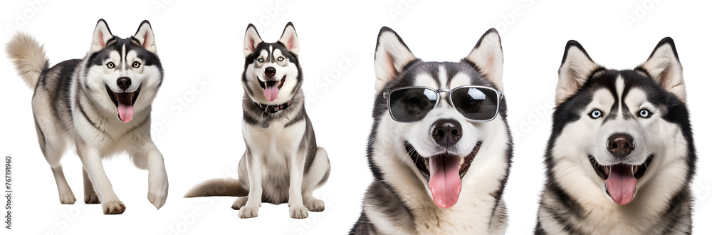 Siberian Husky, a Happy Dog, in Different Styles: Running, Playing, Jumping, Sitting, Close Up, and Wearing Sunglasses, Isolated on Transparent Background, PNG