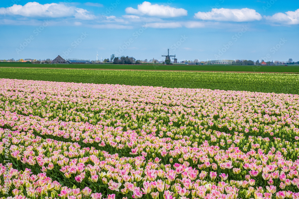 Tulip fields in bloom in the Netherlands on a sunny spring day