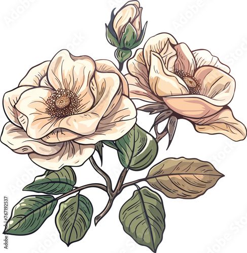Anemone Vector Blossom Bonanza Elegant Flower Designs