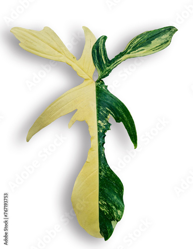 Green and Yellow leaf isolated on white background with clipping path.