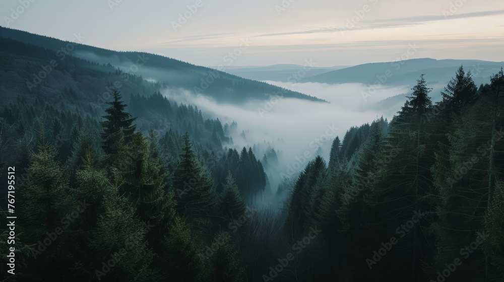 Misty forest valley during sunrise with pine trees and fog