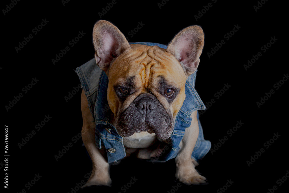 A French bulldog in a denim vest in close-up on a black background...
