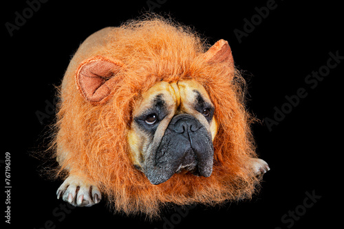 A French bulldog in a lion s mane in close-up on a black background.