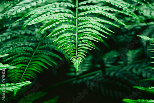 Close-up View of Lush Green Fern Leaves Highlighting Their Detailed Texture