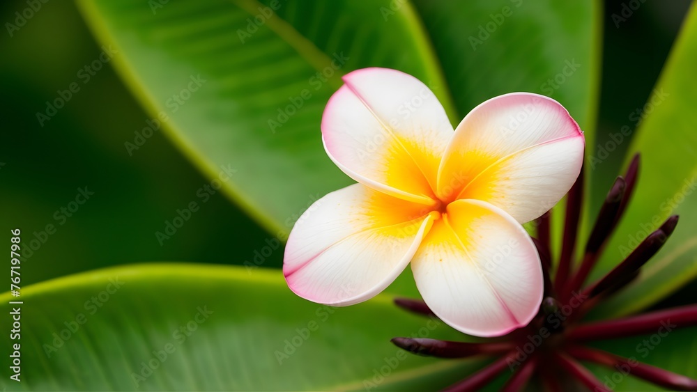 Naklejka premium Plumeria rauvolfioideae plant blossom adorns the serene background