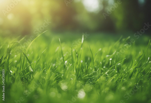 Spring summer background with frame of grass and leaves on nature Juicy lush green grass on meadow i