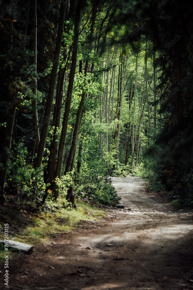 Fototapeta premium Green wooded path through forest