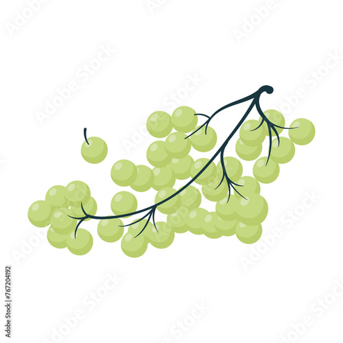 Lush bunch of green grapes with a few detached berries surrounding it. The artwork presents the grapes with a minimalistic style. Flat illustration isolated on background