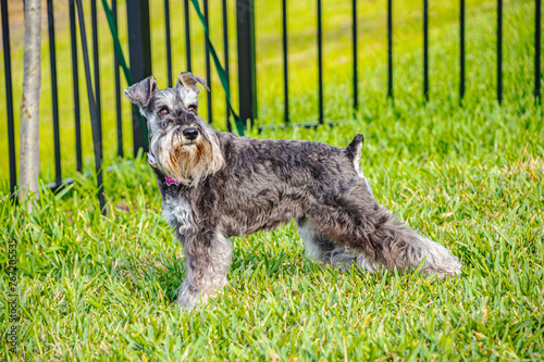 Side view, medium distance of, a Miniature Schnauzer, in a fenced yard with green grass, in tropical location