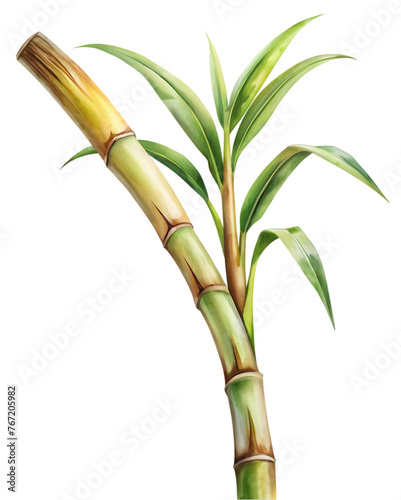 sugar cane stalk transparent background