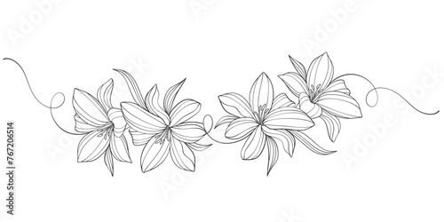 Sketch Floral Botany Collection. flower drawings. Black and white with line art on white backgrounds. Hand Drawn Botanical Illustrations.Vector.