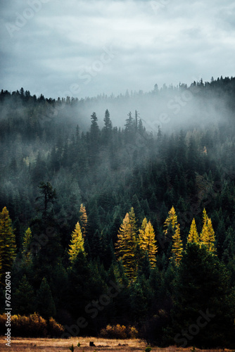 Tamarack Pines in Foggy Mountains