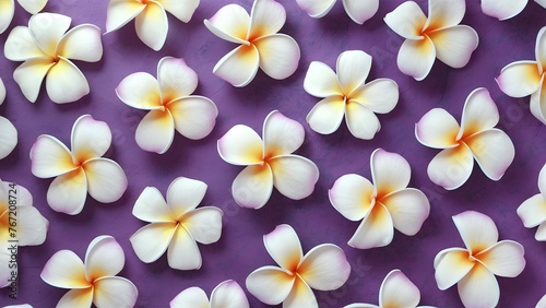 Soft purple and blue plumeria frangipani flower background abstract