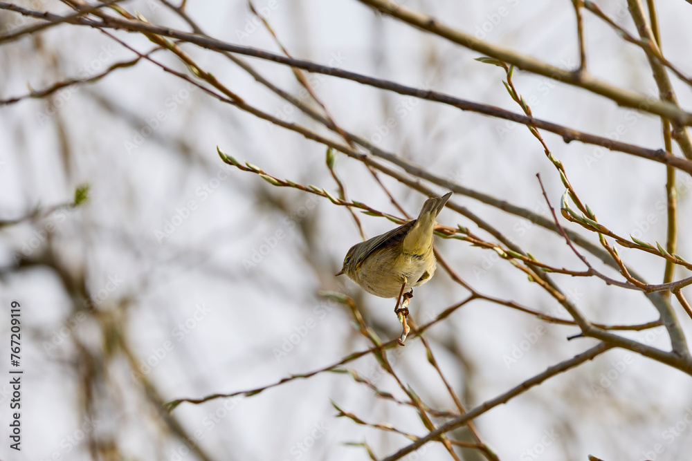 (Phylloscopus collybita) sits on a tree branch. (Phylloscopus collybita) sits on a tree branch.