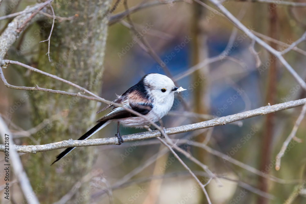 (Aegithalos caudatus) during the spring gathers flakes to build its nest. (Aegithalos caudatus) during the spring gathers flakes to build its nest.