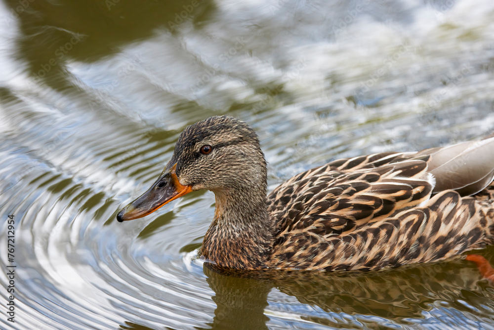 portrait with a wild duck on a lake. portrait with a wild duck on a lake.