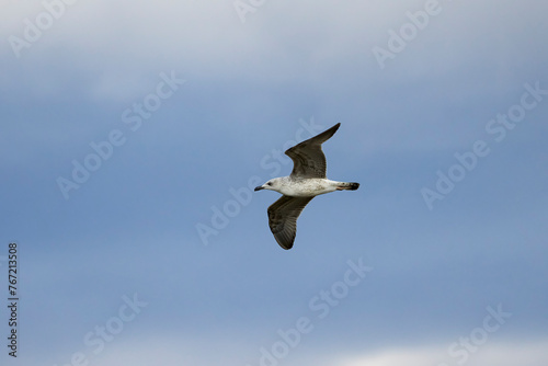 gull in flight in the clear sky