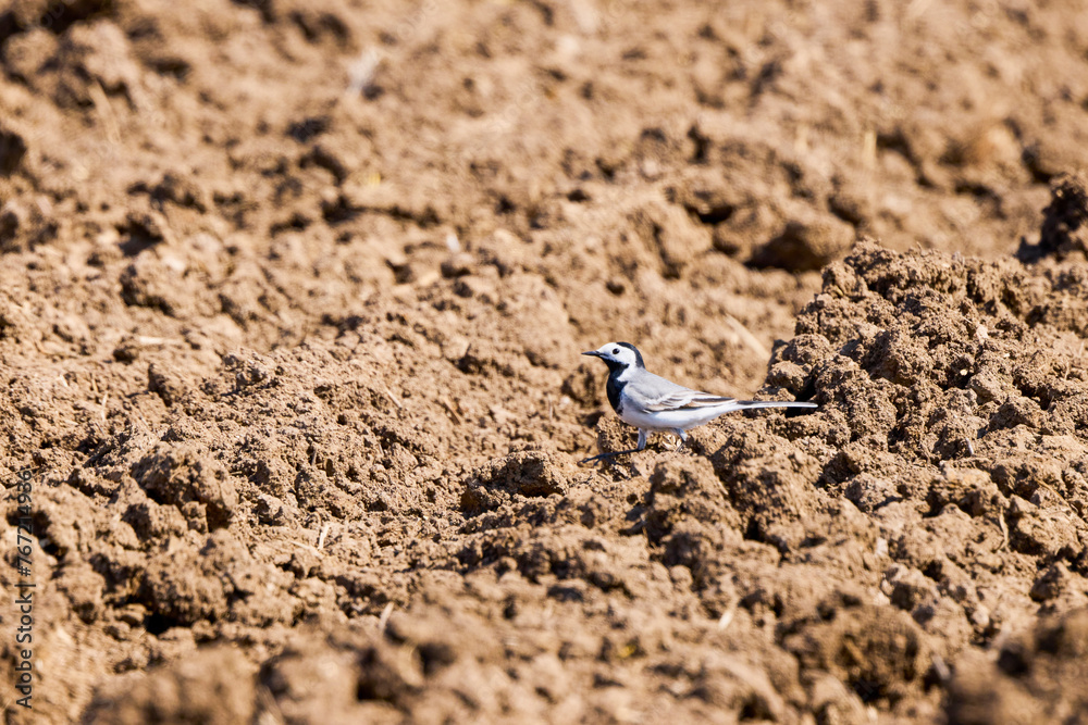 (Motacilla alba) sits on the ground. (Motacilla alba) sits on the ground.
