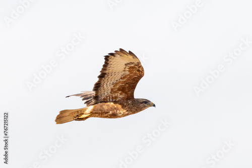 Steppe Buzzard or Common Buzzard (Buteo buteo vulpinus) in flight, flying against high key sky