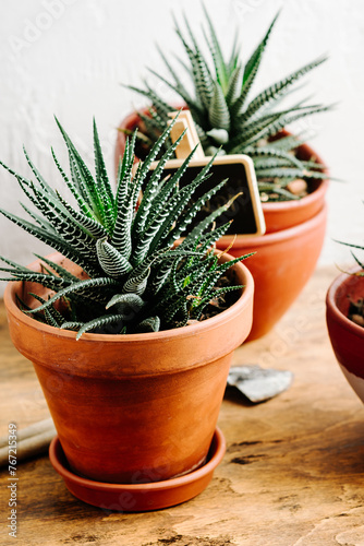 Haworthia succulent plant in a small pot.